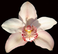 rozi cymbidium