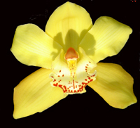 žuti cymbidium