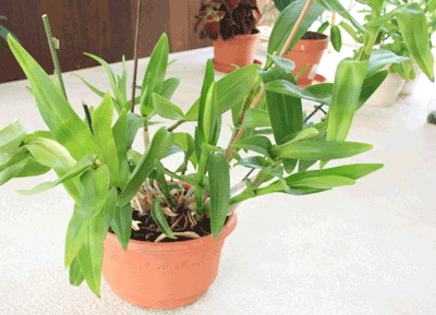 big fat dendrobium
