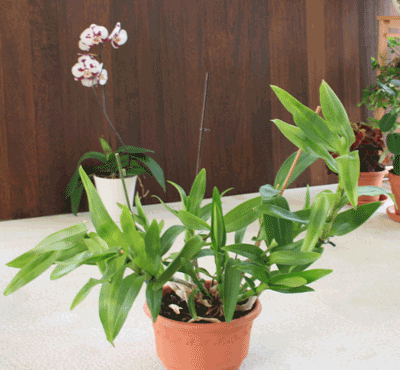 big fat dendrobium