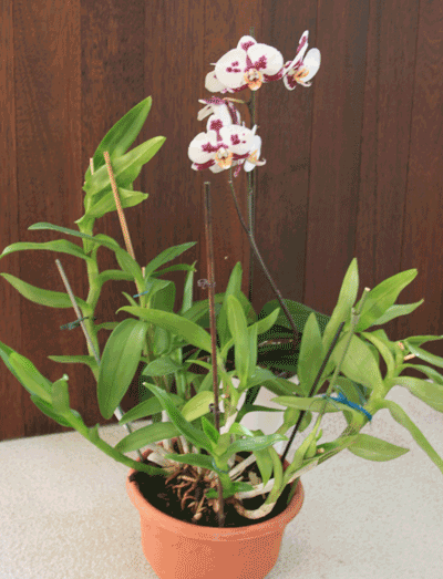 big fat dendrobium