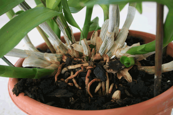 big fat dendrobium
