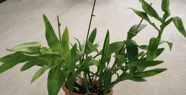 big fat dendrobium