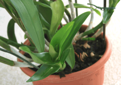 big fat dendrobium