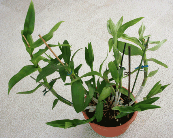 big fat dendrobium