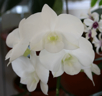 krasni%20bijeli%20dendrobium