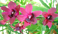 tamni dendrobium emmatype