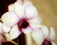 dendrobium%20from%20topala