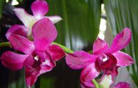 dendrobium%20emmatype%20svijetli