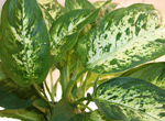 dieffenbachia_marculata.png