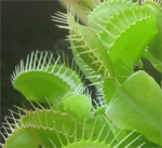 dionaea muscip mesozderka