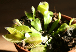 dionaea muscipula mesozder