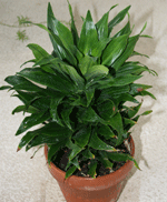 dracena compacta