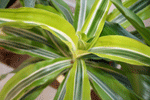 dracena dermensis