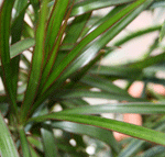 dracena marginata