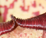 drosaeracea