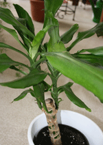 drvo zivota dracena