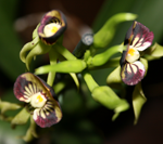 encyclia