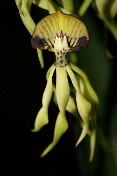 encyclia cochleata