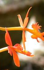 epidendrum orchid orange