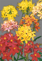 epidendrumi