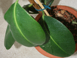 ficus_elastica_robusta