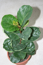 ficus_lyrata