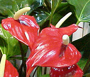 flamingov cvijet flamingo flower anthurium anturium anturij