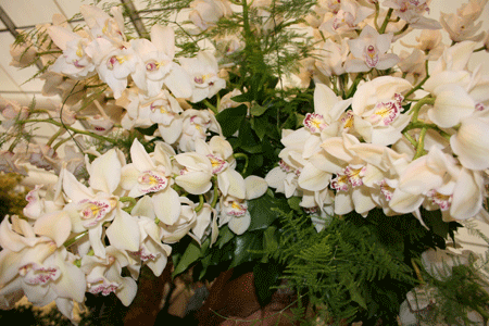 cymbidium from flora art festival