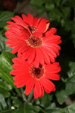 gerbera