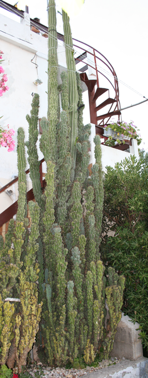 ogromnna nakupina kaktusa snimljena u mjestu Drače, na Pelješcu u hrvatskoj
