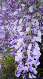 wisteria chinesis