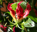 gloriosa rotschildiana