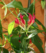 gloriosa rothschildiana