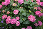 hydrangea bush