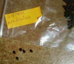 hibiscus aluceatus seeds