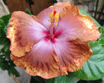 hibiscus