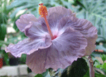 hibiskus zvan sivko