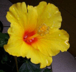 yellow hibiscus from our forum