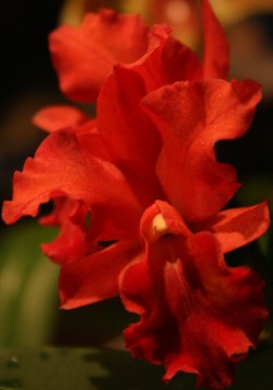 orhideja orhideje kucnih vrtnih biljaka bilja biljci uzgoj odrzavanje
