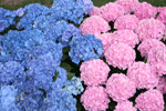 hydrangea