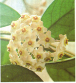 hoya_carnosa