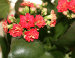 kalanchoe