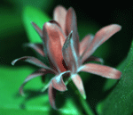 calycanthus