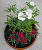 dianthus