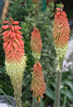 kniphofia