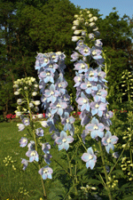 delphinium