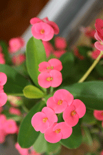 euphorbia milii