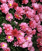 red chrysanthemum