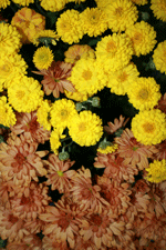 chrysanthemum